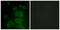 FMR1 Autosomal Homolog 2 antibody, abx013513, Abbexa, Western Blot image 