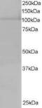 Exportin 7 antibody, GTX26041, GeneTex, Western Blot image 