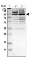 Zinc Finger With KRAB And SCAN Domains 5 antibody, NBP1-86834, Novus Biologicals, Western Blot image 
