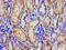 Nuclear Receptor Subfamily 3 Group C Member 1 antibody, CSB-PA016059LA01HU, Cusabio, Immunohistochemistry frozen image 