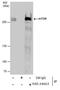 Mechanistic Target Of Rapamycin Kinase antibody, PA5-34663, Invitrogen Antibodies, Immunoprecipitation image 