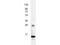 Interleukin 3 antibody, TA319285, Origene, Western Blot image 