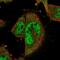COP9 Signalosome Subunit 8 antibody, NBP1-84407, Novus Biologicals, Immunofluorescence image 