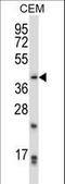 Paired Like Homeodomain 2 antibody, LS-C163743, Lifespan Biosciences, Western Blot image 