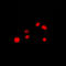 Nucleoporin 160 antibody, LS-C353348, Lifespan Biosciences, Immunofluorescence image 
