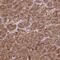 Small G Protein Signaling Modulator 3 antibody, PA5-61854, Invitrogen Antibodies, Immunohistochemistry frozen image 