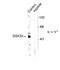 Glycogen Synthase Kinase 3 Alpha antibody, NB300-741, Novus Biologicals, Western Blot image 