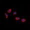 P2Y Receptor Family Member 8 antibody, orb315642, Biorbyt, Immunocytochemistry image 
