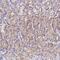 Spire Type Actin Nucleation Factor 2 antibody, NBP2-30506, Novus Biologicals, Immunohistochemistry frozen image 