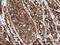 TAP Binding Protein Like antibody, NBP2-46066, Novus Biologicals, Immunohistochemistry frozen image 