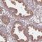 Formin Binding Protein 1 Like antibody, NBP2-49439, Novus Biologicals, Immunohistochemistry frozen image 