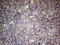 Colony Stimulating Factor 2 antibody, LS-C791471, Lifespan Biosciences, Immunohistochemistry paraffin image 