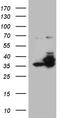 Protein Phosphatase 4 Catalytic Subunit antibody, TA810212, Origene, Western Blot image 