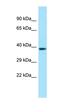 Arginine Vasopressin Receptor 1A antibody, orb331205, Biorbyt, Western Blot image 