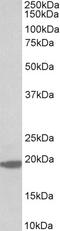 Lamin B1 antibody, 43-160, ProSci, Western Blot image 