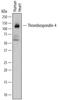 Thrombospondin 4 antibody, MAB2390, R&D Systems, Western Blot image 