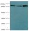 Heat Shock Protein Family H (Hsp110) Member 1 antibody, LS-C378977, Lifespan Biosciences, Western Blot image 