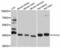 Alpha-L-Fucosidase 2 antibody, PA5-76562, Invitrogen Antibodies, Western Blot image 