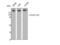 CAP-Gly Domain Containing Linker Protein 1 antibody, STJ92333, St John