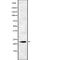 WAP Four-Disulfide Core Domain 2 antibody, abx219351, Abbexa, Western Blot image 