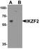 IKAROS Family Zinc Finger 2 antibody, A05228, Boster Biological Technology, Western Blot image 