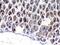 Trefoil Factor 3 antibody, A01738-2, Boster Biological Technology, Immunohistochemistry frozen image 