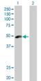 Angiopoietin Like 5 antibody, H00253935-D01P, Novus Biologicals, Western Blot image 