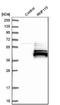 Ring Finger Protein 115 antibody, NBP1-85586, Novus Biologicals, Western Blot image 