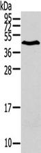 LPAR1 antibody, TA350844, Origene, Western Blot image 