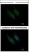 Coagulation Factor X antibody, NBP1-33320, Novus Biologicals, Immunofluorescence image 