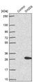 SH2 Domain Containing 6 antibody, NBP2-30554, Novus Biologicals, Western Blot image 