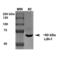 Leucine Rich Glioma Inactivated 1 antibody, 56577, QED Bioscience, Western Blot image 