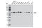 Chromatin Licensing And DNA Replication Factor 1 antibody, 8064S, Cell Signaling Technology, Western Blot image 