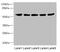 Interferon Lambda Receptor 1 antibody, abx322648, Abbexa, Western Blot image 