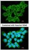 FRAT Regulator Of WNT Signaling Pathway 1 antibody, NBP1-31213, Novus Biologicals, Immunocytochemistry image 