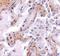 Calpain 6 antibody, GTX85383, GeneTex, Immunohistochemistry paraffin image 