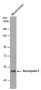 Sphingosine-1-Phosphate Receptor 5 antibody, PA5-27331, Invitrogen Antibodies, Western Blot image 