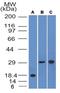 Major Histocompatibility Complex, Class II, DM Alpha antibody, NBP2-44300, Novus Biologicals, Western Blot image 