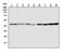 DnaJ Heat Shock Protein Family (Hsp40) Member A1 antibody, PA1597, Boster Biological Technology, Western Blot image 