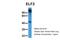 Ephrin B2 antibody, 27-380, ProSci, Western Blot image 