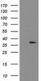 Nucleotide Binding Protein Like antibody, TA503725S, Origene, Western Blot image 