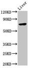 TNF Alpha Induced Protein 2 antibody, LS-C669770, Lifespan Biosciences, Western Blot image 