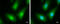 Interleukin 1 Receptor Associated Kinase 4 antibody, GTX113324, GeneTex, Immunofluorescence image 