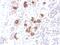 Proopiomelanocortin antibody, GTX02692, GeneTex, Immunohistochemistry paraffin image 