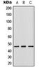 Thymine DNA Glycosylase antibody, orb224021, Biorbyt, Western Blot image 