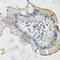 Arachidonate 15-Lipoxygenase antibody, A6864, ABclonal Technology, Immunohistochemistry paraffin image 