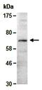 Natriuretic Peptide A antibody, orb66912, Biorbyt, Western Blot image 