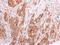 BCL2 Like 12 antibody, NBP1-31701, Novus Biologicals, Immunohistochemistry paraffin image 