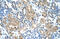 Toll Like Receptor 6 antibody, ARP31755_P050, Aviva Systems Biology, Immunohistochemistry frozen image 