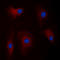 Parkin RBR E3 Ubiquitin Protein Ligase antibody, LS-C368456, Lifespan Biosciences, Immunofluorescence image 
